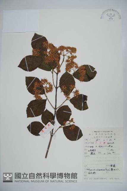 莢迷藏品圖，第1張