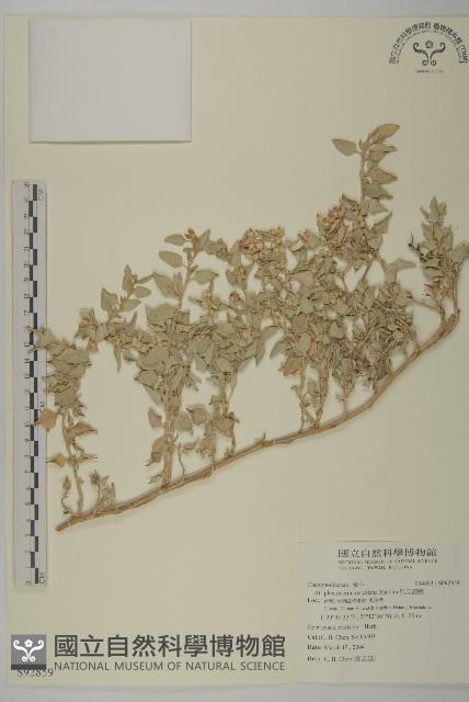 馬氏濱藜藏品圖，第1張