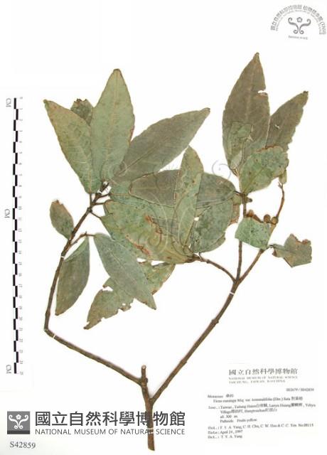 對葉榕藏品圖，第1張