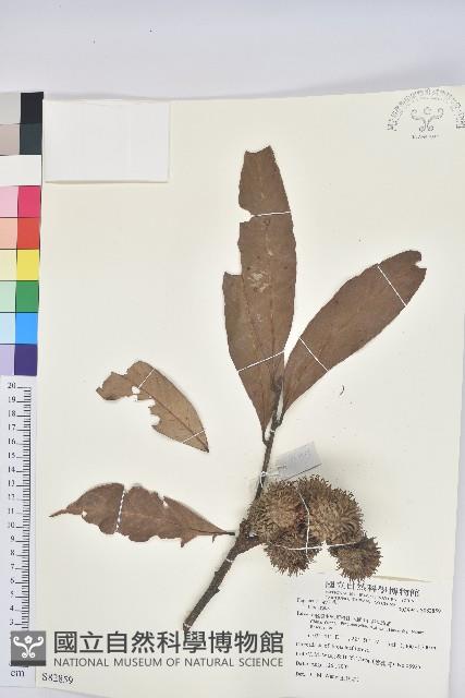 登錄號:S082859藏品圖，第1張