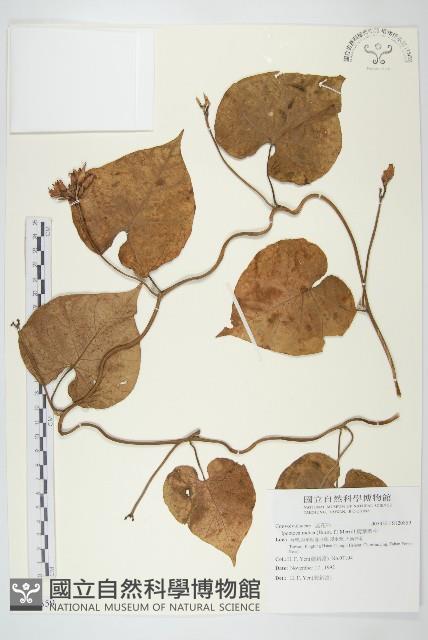 銳葉牽牛藏品圖，第1張