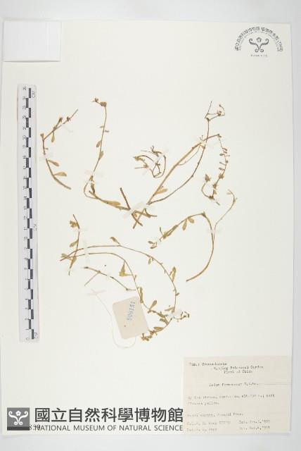 台灣佛甲草、石板菜藏品圖，第1張