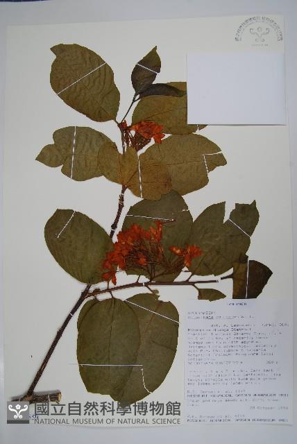 止瀉木藏品圖，第1張