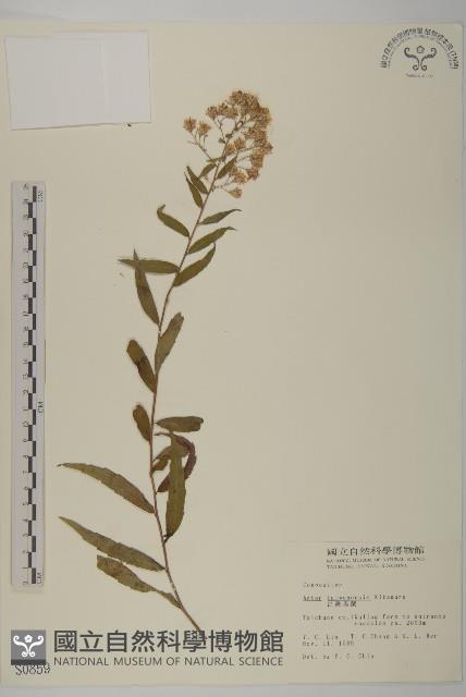 臺灣馬蘭藏品圖，第1張