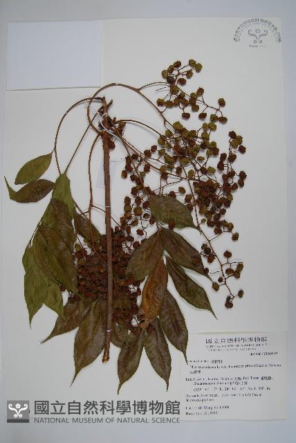 安南漆藏品圖，第1張