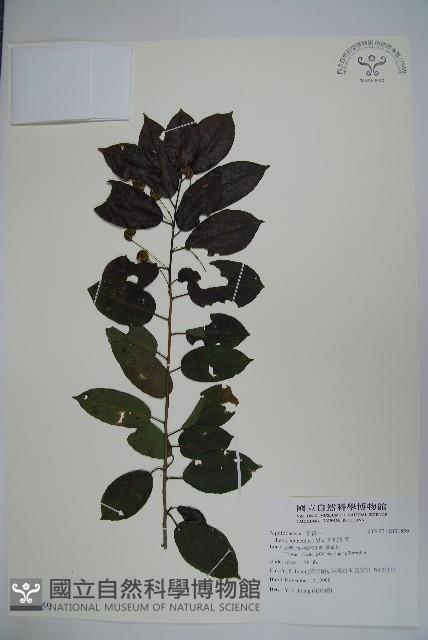 刻脈冬青藏品圖，第1張