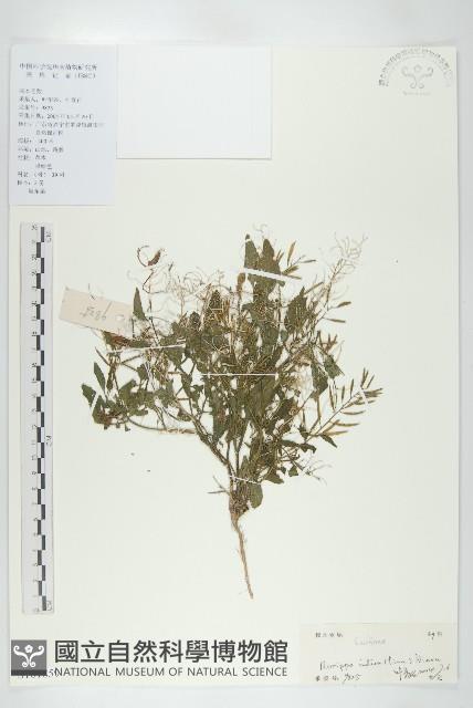葶藶藏品圖，第1張