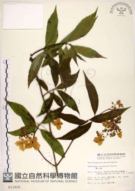 華八仙藏品圖，第1張