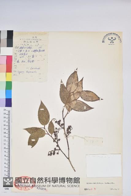 大萼米飯花藏品圖，第1張