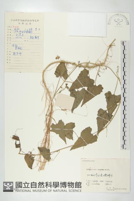 合子草藏品圖，第1張