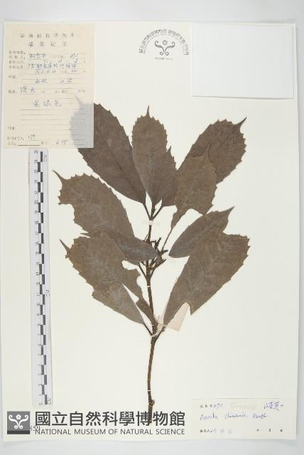 桃葉珊瑚藏品圖，第1張