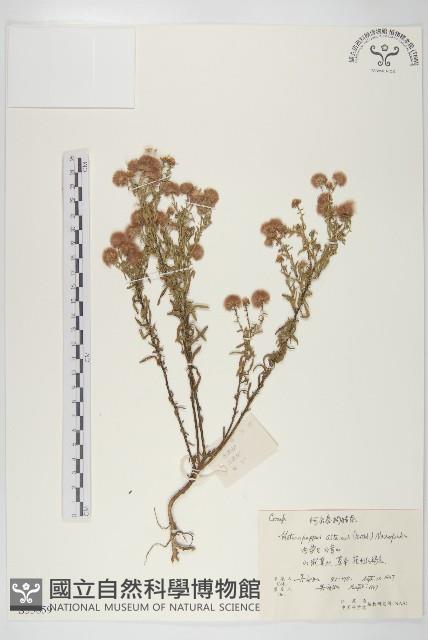 阿爾泰狗哇花藏品圖，第1張