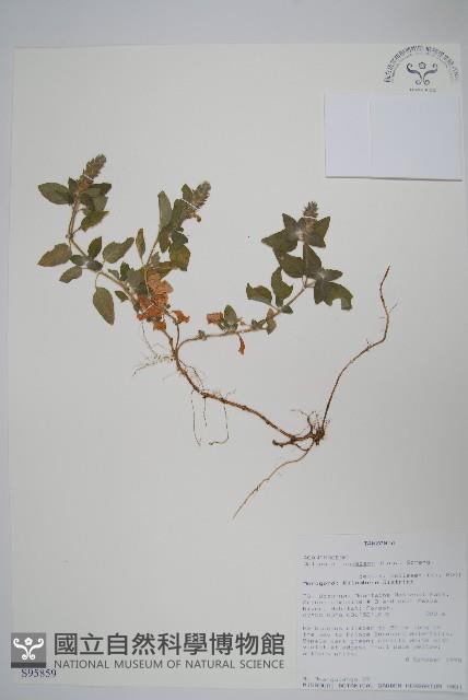 瘤子草藏品圖，第1張
