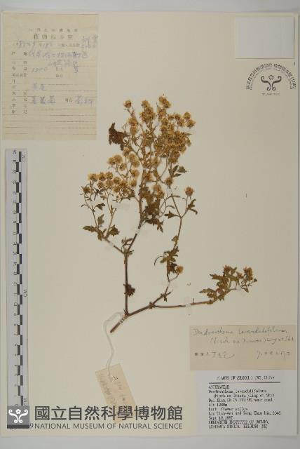 姜菱菊藏品圖，第1張