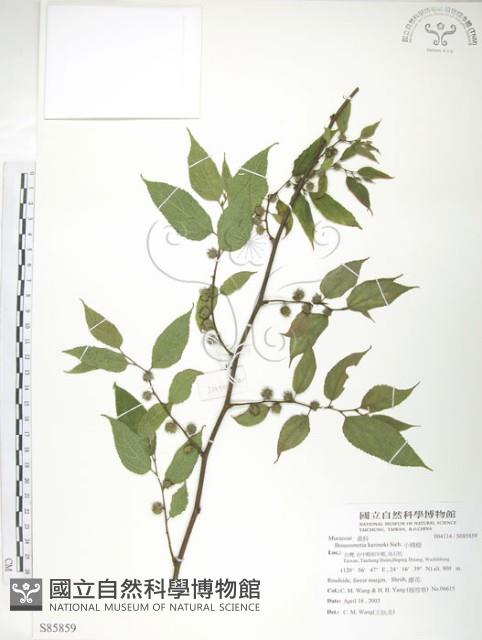 小構樹藏品圖，第1張