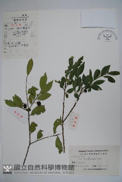 四川冬青藏品圖，第1張