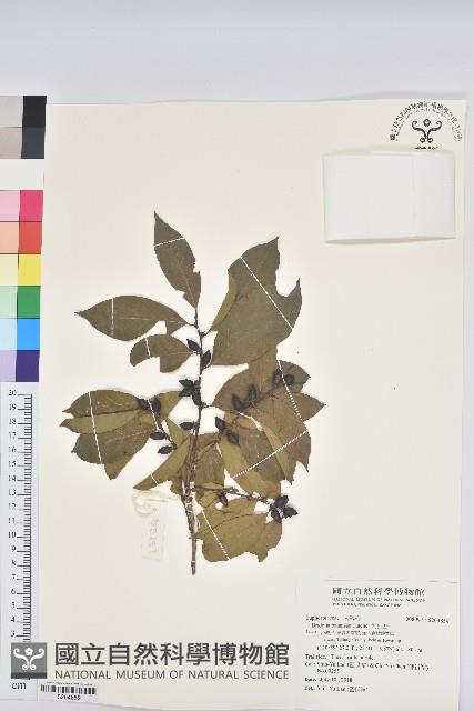 刺杜密藏品圖，第1張