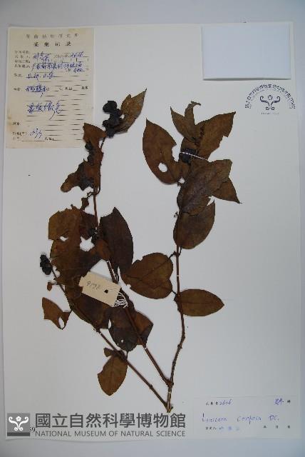 山銀花藏品圖，第1張