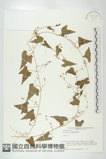 合子草藏品圖，第1張