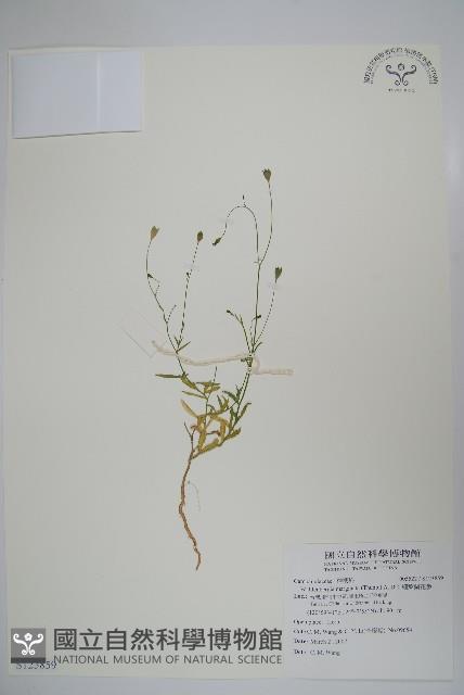 細葉蘭花參藏品圖，第1張