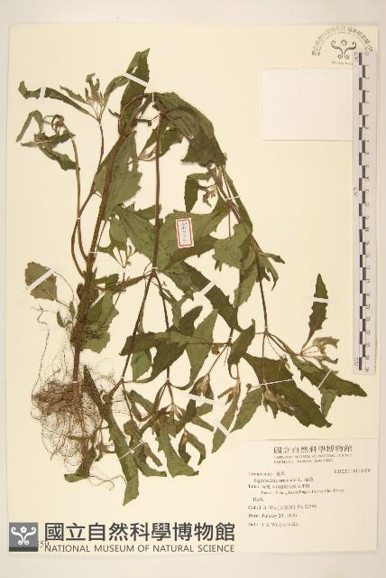 豨薟藏品圖，第1張