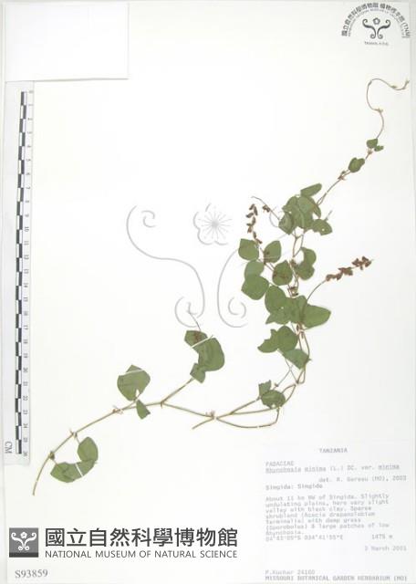 小葉括根藏品圖，第1張