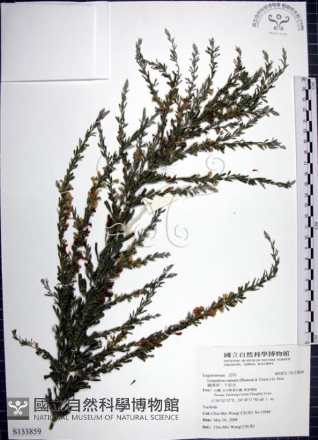 鐵掃帚、千里光藏品圖，第1張