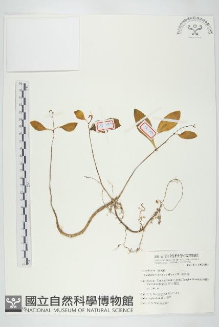 倒吊蓮、匙葉燈籠草藏品圖，第1張