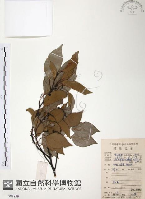 樟樹藏品圖，第1張