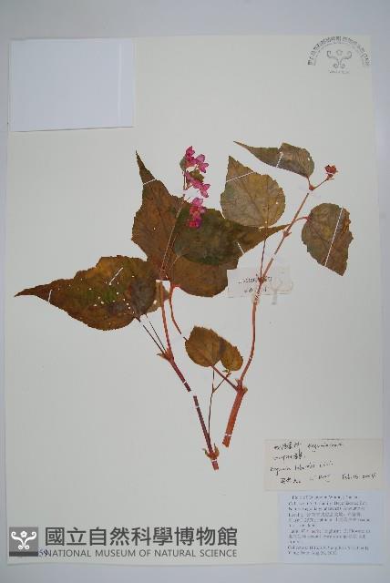 心葉秋海棠藏品圖，第1張