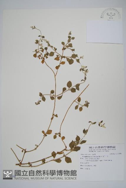 蔓雞冠、絹毛莧藏品圖，第1張