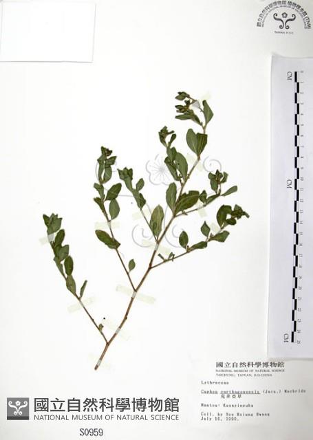 克非亞草藏品圖，第1張