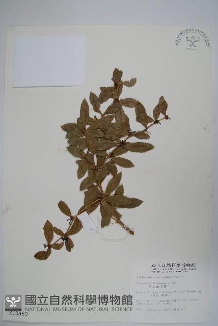 臺灣小蘗藏品圖，第1張