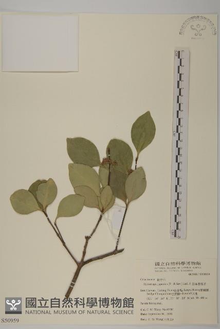 日本賽衛矛、日本假衛矛藏品圖，第1張