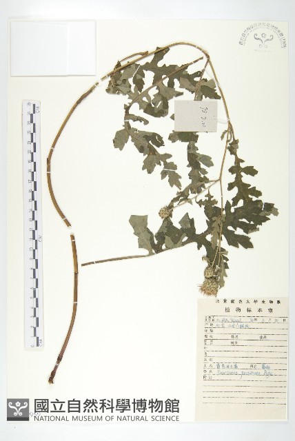 蓖苞風毛菊藏品圖，第1張