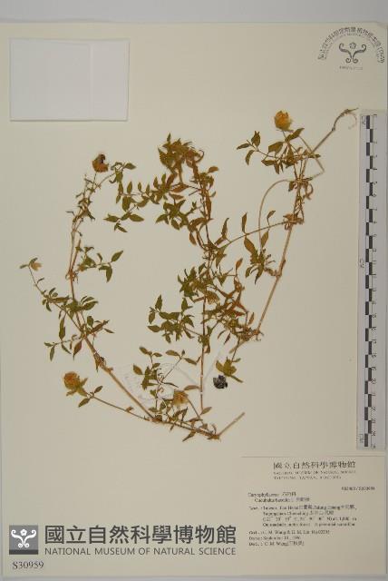 狗筋蔓藏品圖，第1張