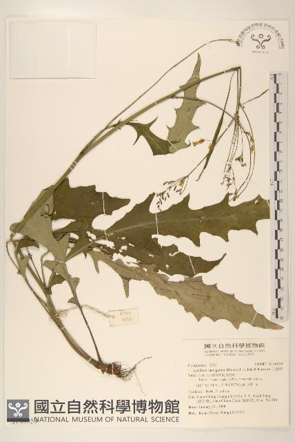 刀傷草藏品圖，第1張