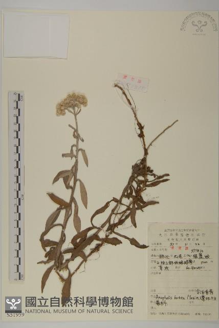 乳白香青藏品圖，第1張