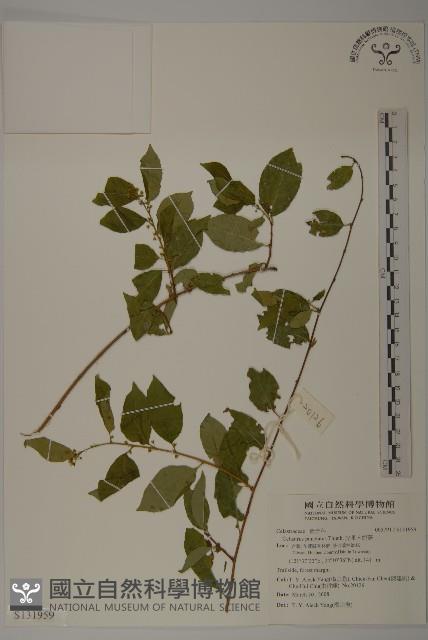 光果南蛇藤藏品圖，第1張