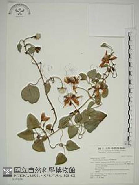 屏東鐵線蓮藏品圖，第1張