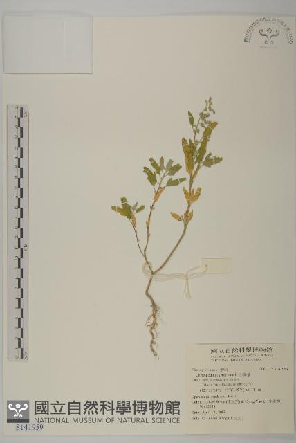 小葉藜藏品圖，第1張