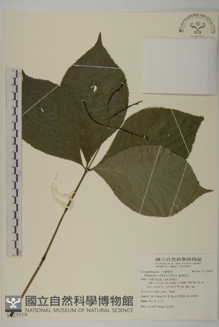 臺灣及己藏品圖，第1張