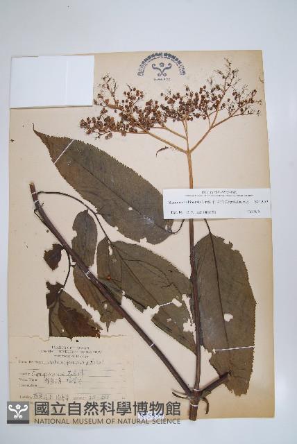 冇骨消藏品圖，第1張