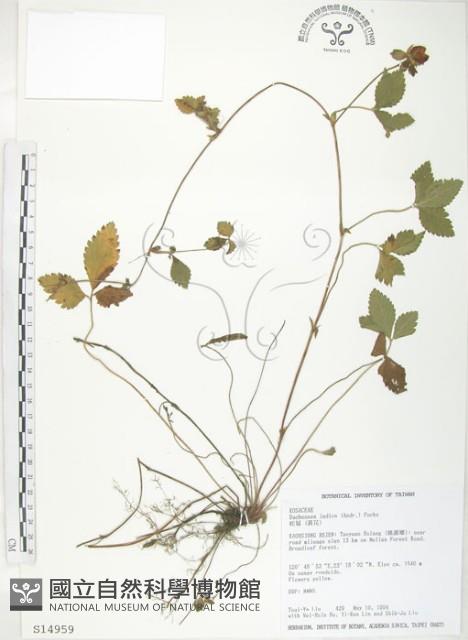 蛇莓、地莓、龍吐珠藏品圖，第1張