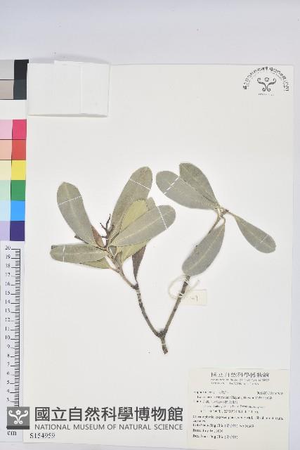 臺灣土沉香藏品圖，第1張