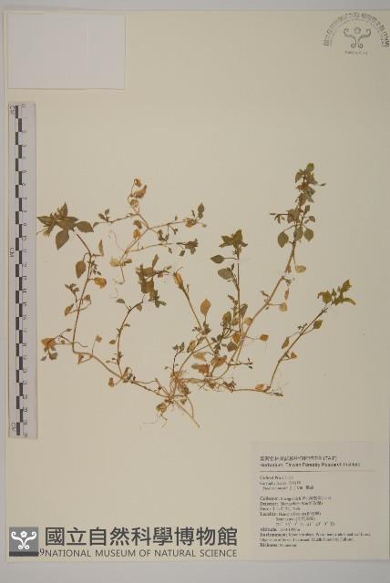 繁縷藏品圖，第1張