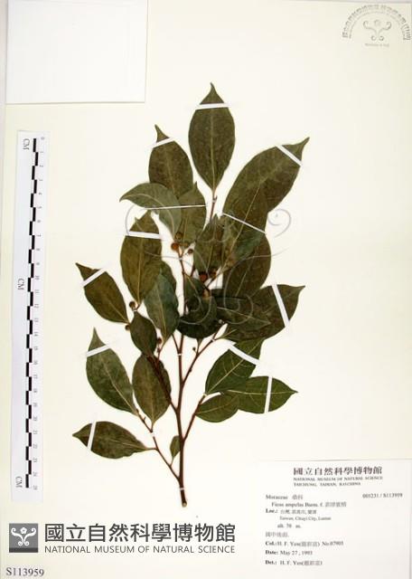 菲律賓榕藏品圖，第1張