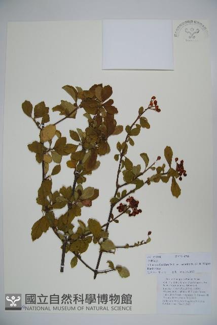 珍珠莢迷藏品圖，第1張