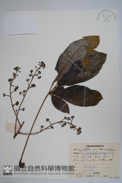 登錄號:S086559藏品圖，第1張