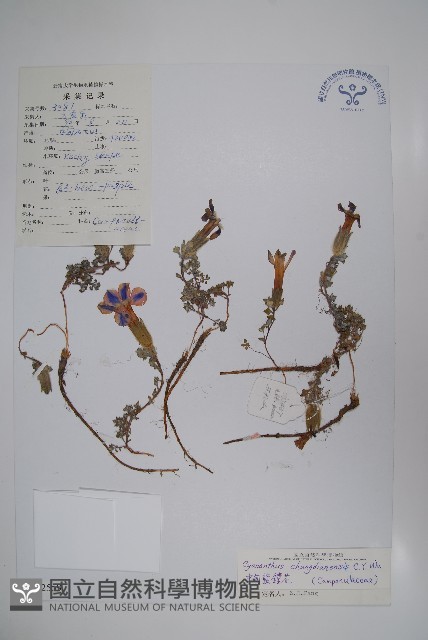中甸藍鐘花藏品圖，第1張